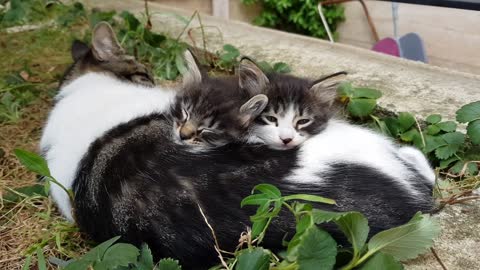 Cat Sleeping Together