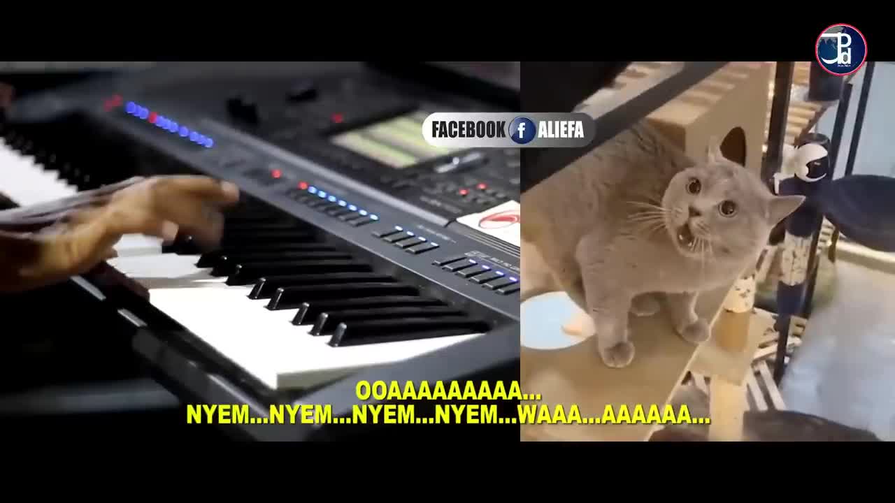 animal funny cats