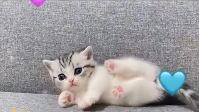 Thekittensenjoyedmymassageverymuch.