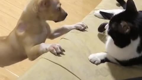 Pitty dog tried to approach the lovely cat, but.....😹😹😹