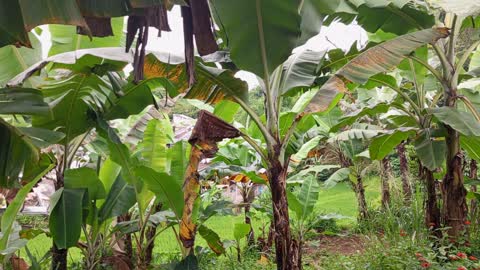 banana tree I'm ready not ready to harvest