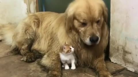 Kitten treats golden retriever as mother