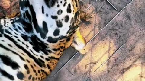 Jaguar "Good Boy" lounging