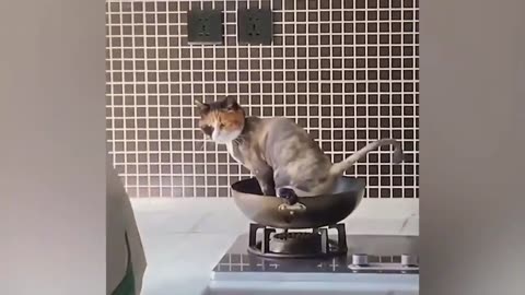 😂 Funniest Cats and Dogs Videos 😺🐶 #21