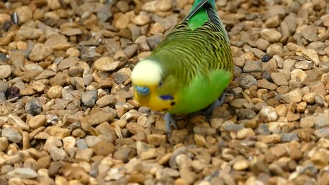 A beautiful parrot in happy mood and. eating .wheat