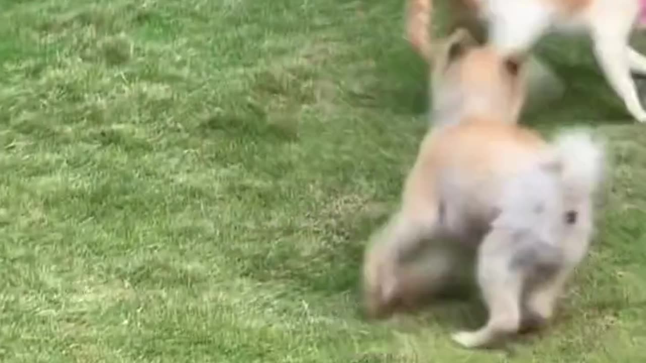 Cat vs. Dog Fights: The Ultimate Showdown