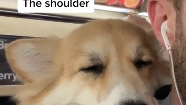 Sleepycorgo