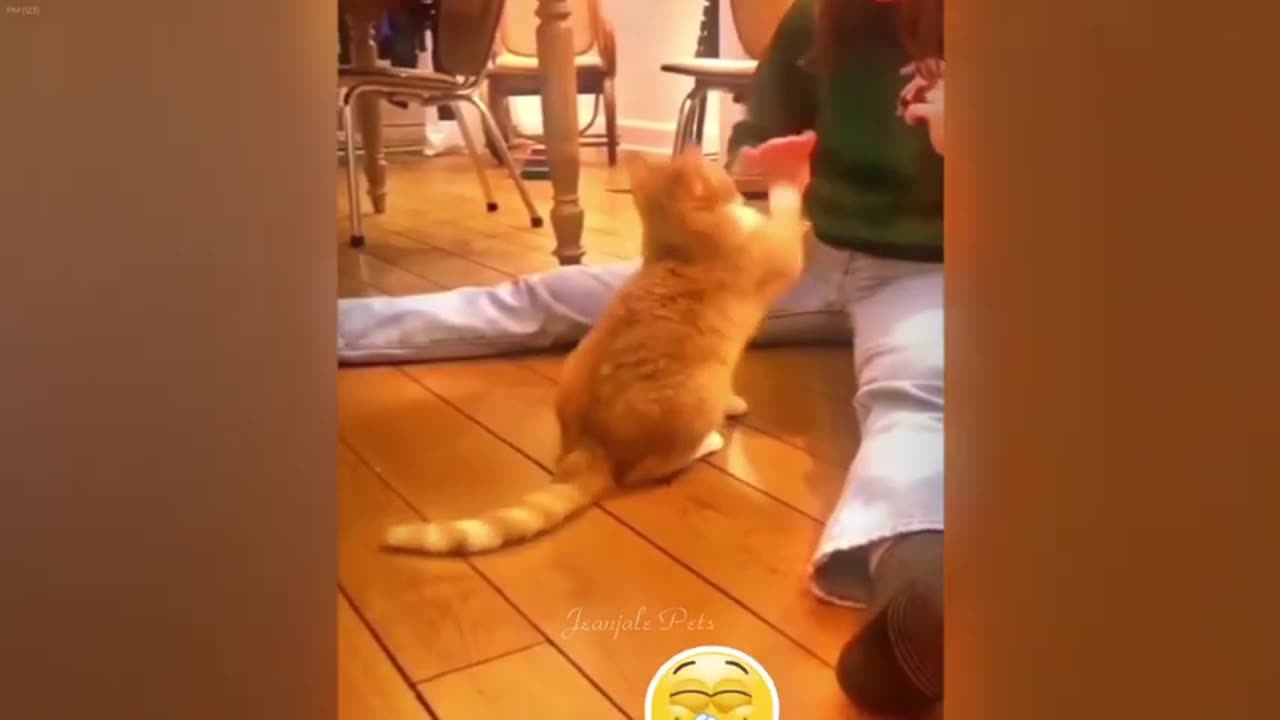 Best Cats and Dogs Videos Best Funny Video Compilation