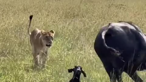MOTHER BUFFALO PROTECTING THE CALF