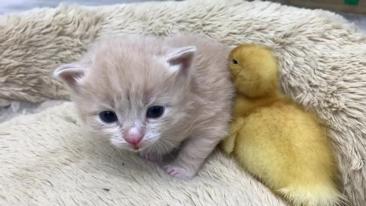 Kitten Mono meets duckling for the first time