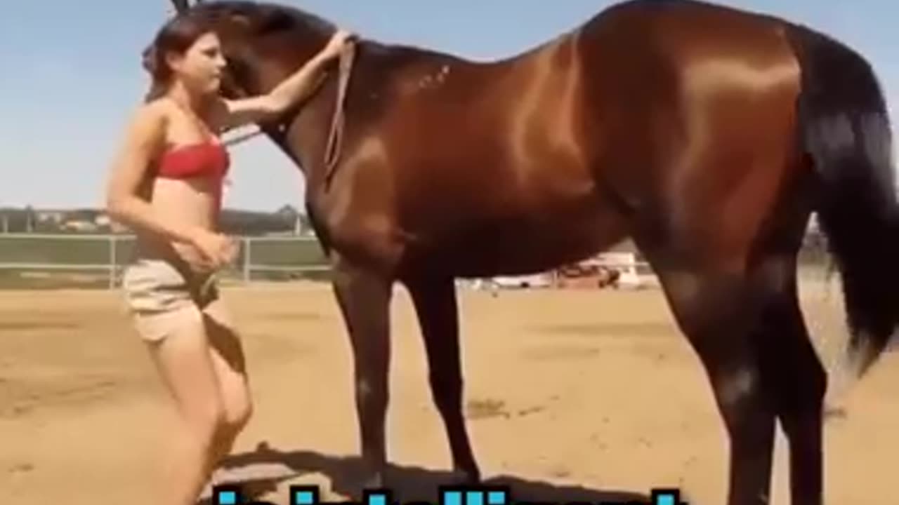 Horse with 200 IQ