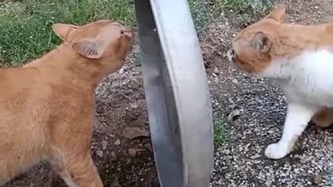 cat funny 😆