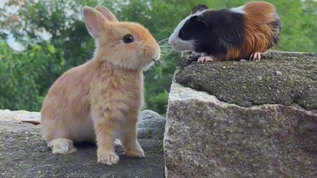 Cute rabbit. A beautiful moment