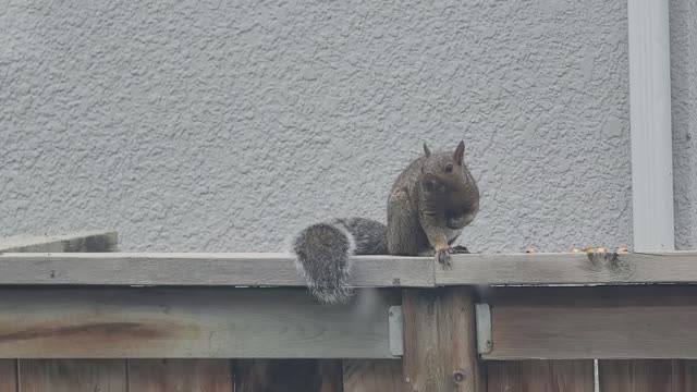 Knowing somebody recording the squirrel displays in front of the camera