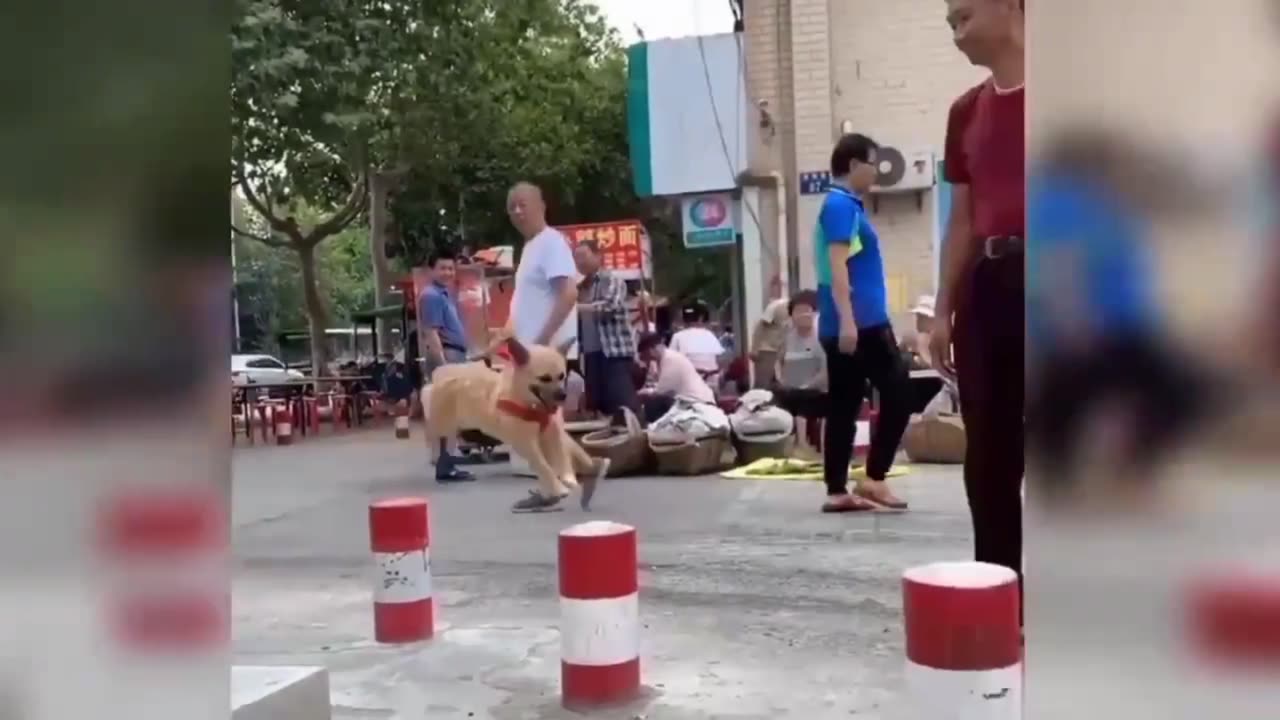 Cute Dog Completing His Compatation