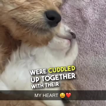 Cutest moment of cat 🐱 and dog 🐶 best friends 🫠