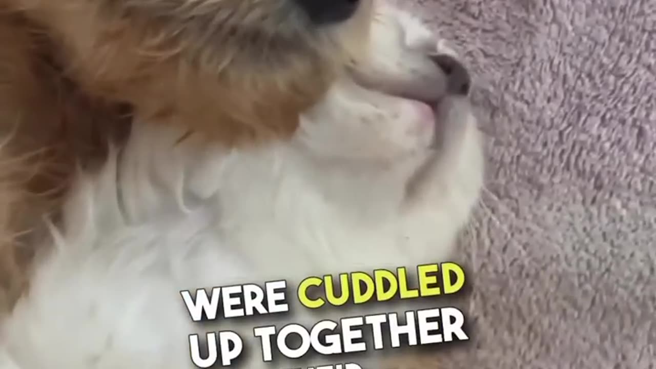 Cutest moment of cat 🐱 and dog 🐶 best friends 🫠