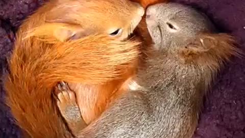 Two rescued baby squirrels become friends #animalrescue #squirrel #love #friends #cuteanimals