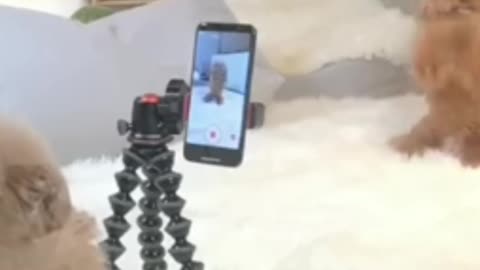 Two little puppies in front of a mobile camera. Making their own video