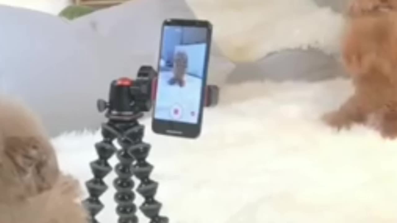 Two little puppies in front of a mobile camera. Making their own video