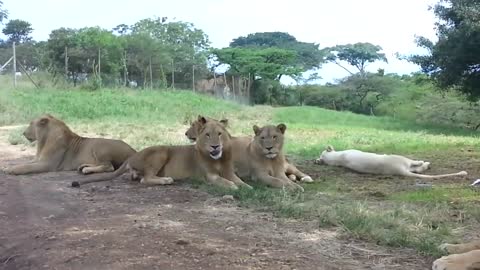 Lion Opens the Car Door