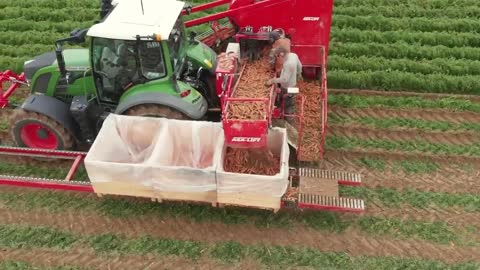 Carrot Juice Making Process | Modern Carrots Harvesting Machine | How Carrot Juice Is Made