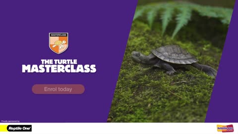 How to Care for Your Pet Turtle: A Step-by-Step Guide for Beginners