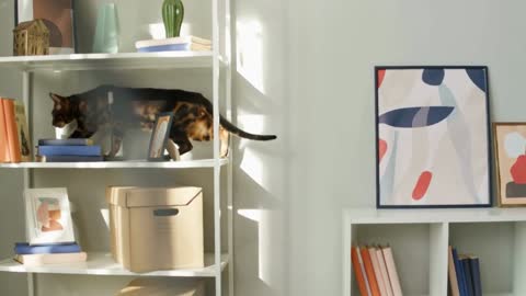 Bengal cat walking on shelf close-up. Brown kitten resting on ledge near pictures