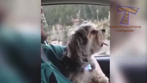 Animal fun