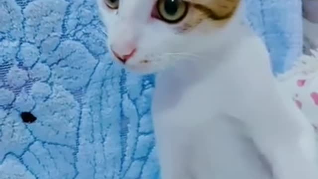 Tik Tok Cat Funny video compilation||Tiktok Fan Club