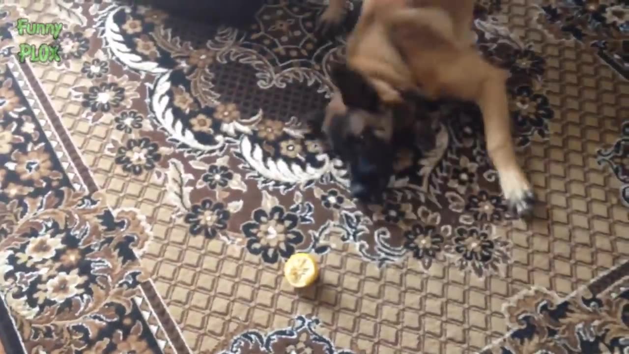 Laugh Out Loud with These Hilarious Cat and Dog Videos