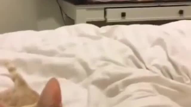 Try not to laugh challenge impossible