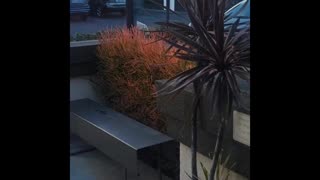 Windy Southern California!