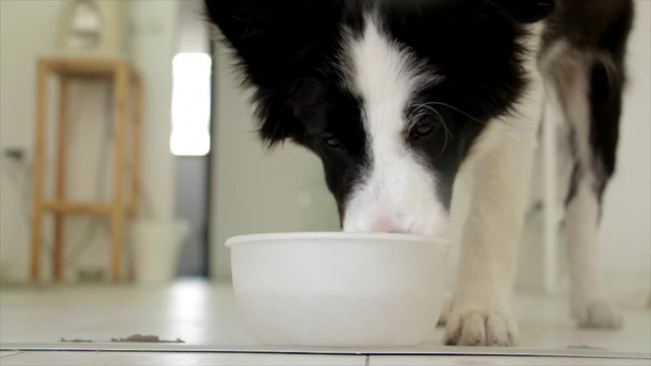 The dog eats his food nicely...!
