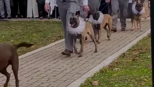 When a dog trainer and a dog groomer get married.More to come!