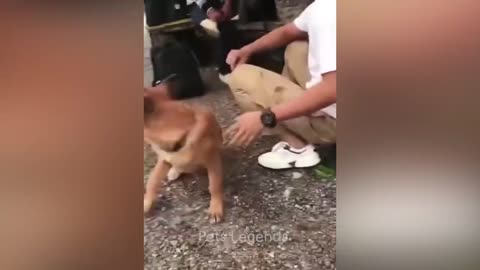 Funny Animal Videos 2023