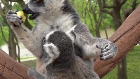 Cute to explosive lemurs, do you have the urge to raise one