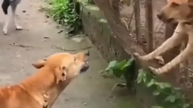 Dog vs Dog