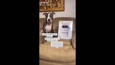 PetsFunny animal videos