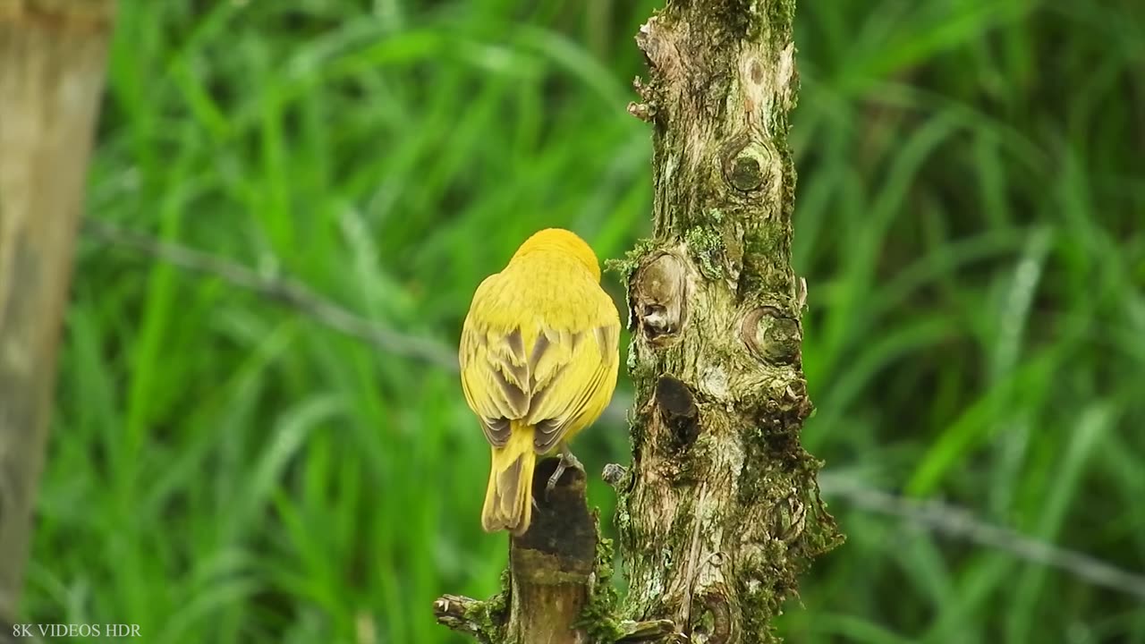 Small BIRDS 8K ULTRA HD with Names and Sounds_2K.mp4