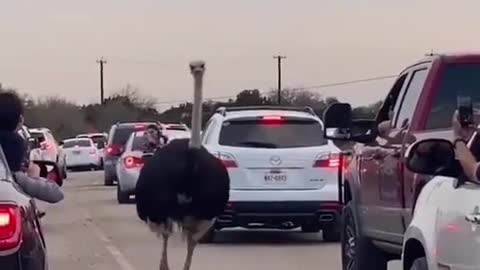 Funny animals’s walk