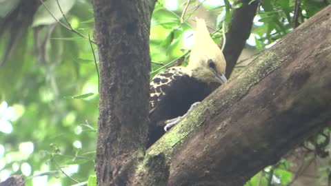 Woodpecker looking for food