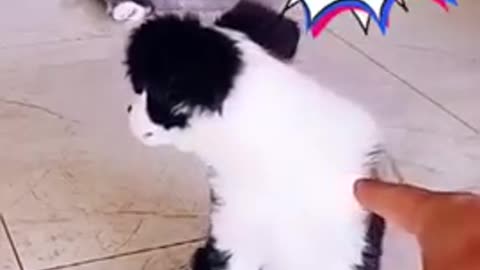 🤣Best cats and dogs funny videos (try not to laugh)🤣😅😂