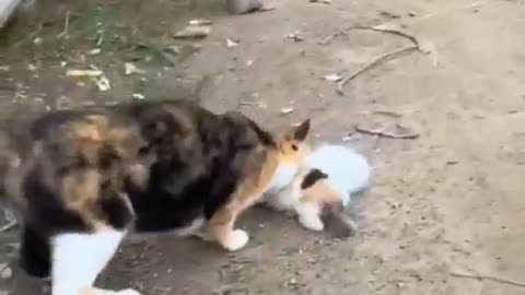 Mother, Like A God On Earth #shorts #viral #shortsvideo #video