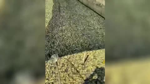 What the hell is he doing