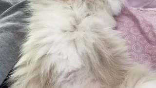 Cat is Epitome of Relaxation