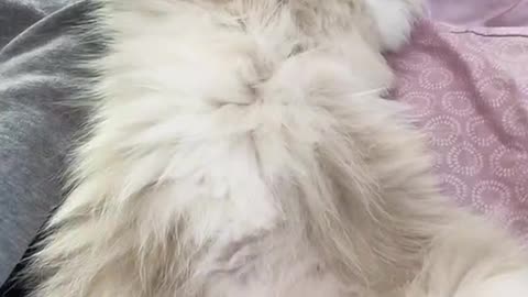 Cat is Epitome of Relaxation