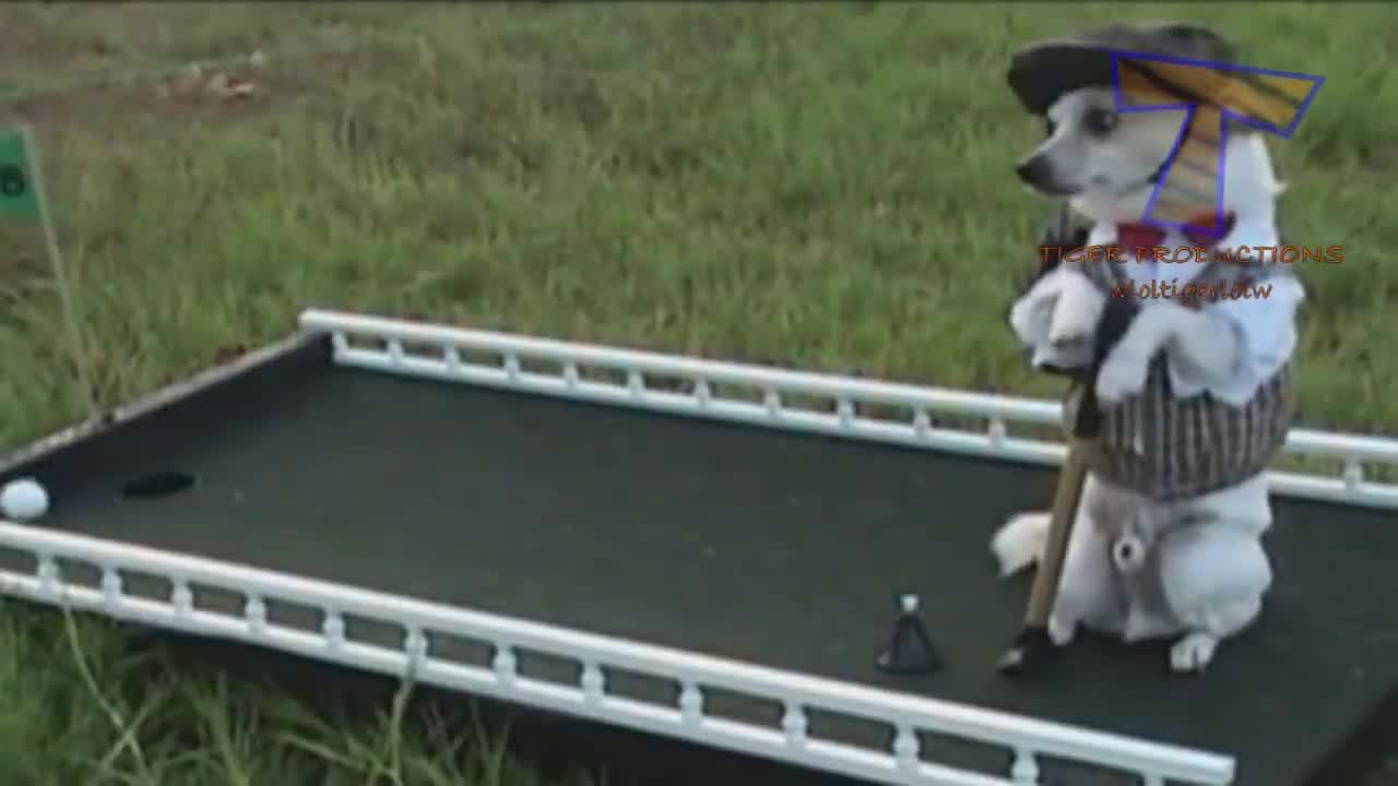 The best video funny in 2020