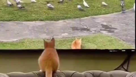 Cat(😺) funny moment