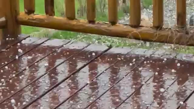 Jasper Blues Siberians Enjoying a Hail Storm